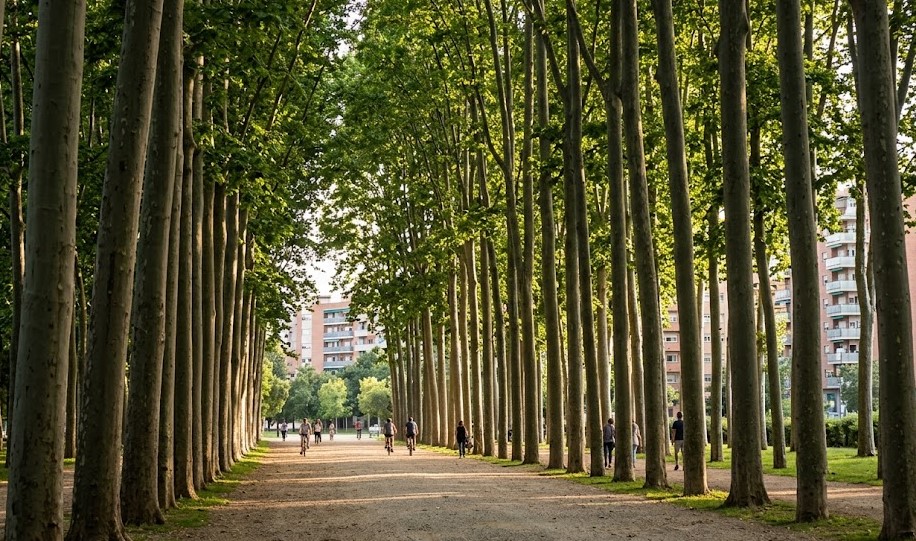 Vista del Parc de la Devesa con sus árboles característicos en Girona